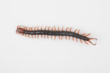Centipede refers to all arthropods. The body is thin and long, and consists of several segments, with each segment having a pair of feet.