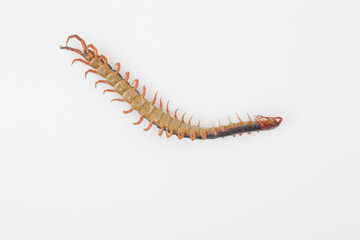 Centipede refers to all arthropods. The body is thin and long, and consists of several segments, with each segment having a pair of feet.