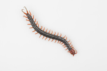 Centipede refers to all arthropods. The body is thin and long, and consists of several segments, with each segment having a pair of feet.