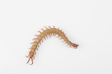 Centipede refers to all arthropods. The body is thin and long, and consists of several segments, with each segment having a pair of feet.
