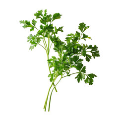 Fresh Parsley Bunch On Black Backdrop. Great For Culinary Or Fresh Herb Themes