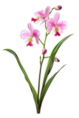 Elegant Pink Bletilla Striata Flower. Delicate Beauty Isolated Against A Dark Background.