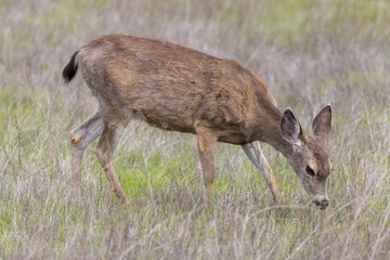 A Yearling Black-tailed Deer Grazing and Showing its Black Tail. Edgewood Park and Natural Preserve in San Francisco Bay Area, California.