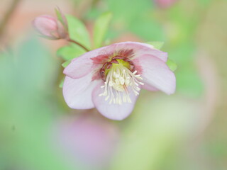 美しいクリスマスローズ