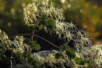 The fruits of vidarra (Clematis vitalba) are small and elliptical achenes; They are provided with an elongated, white filament, hairy like a down