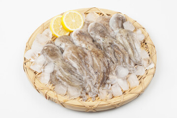 Octopus is a mollusk of the octopus family. It is similar to an octopus, but its body is about 20 to 30 cm long, short and round.