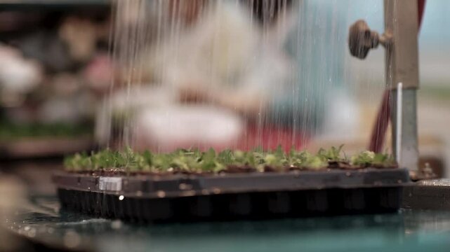 A tray of seedlings travel down a conveyor belt and are automatically watered by a machine inside a greenhouse.