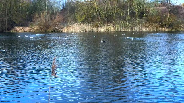 many greylag geese preen their feathers on a pond