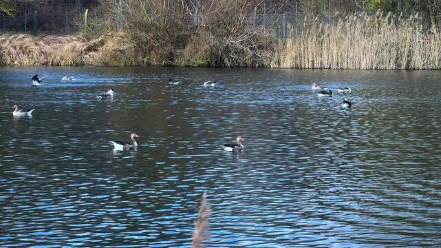 many greylag geese preen their feathers on a pond