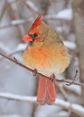 Northern Cardinal female sitting on a snowy tree branch in winter, Quebec, Canada