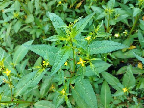 Jussiaea Linifolia Plant growth in outdoor garden