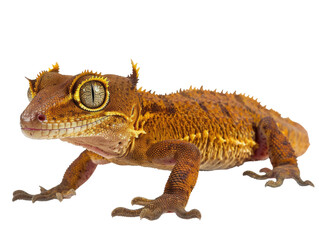 Obraz premium Crested Gecko Isolated On Black. Exotic Pet Reptile With Detailed Scales And Unique Eye Structure, Perfect For Wildlife Or Pet Themed Projects.