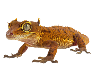 Crested Gecko Isolated On Black. Exotic Pet Reptile With Detailed Scales And Unique Eye Structure, Perfect For Wildlife Or Pet Themed Projects.