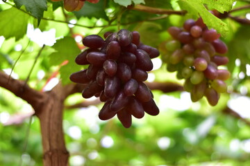 grapes in the vineyard, Vineyard and cafe, vineyard, Bouquet of green and red grapes, Shine muscat, Bunch of grapes that are near ripe in the vineyard