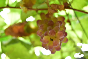 grapes in the vineyard, Vineyard and cafe, vineyard, Bouquet of green and red grapes, Shine muscat, Bunch of grapes that are near ripe in the vineyard