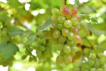 grapes in the vineyard, Vineyard and cafe, vineyard, Bouquet of green and red grapes, Shine muscat, Bunch of grapes that are near ripe in the vineyard