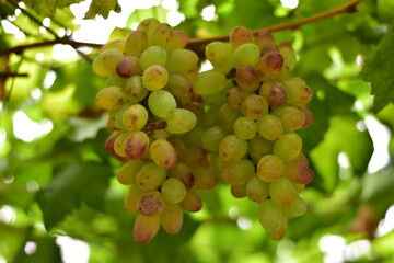 grapes in the vineyard, Vineyard and cafe, vineyard, Bouquet of green and red grapes, Shine muscat, Bunch of grapes that are near ripe in the vineyard
