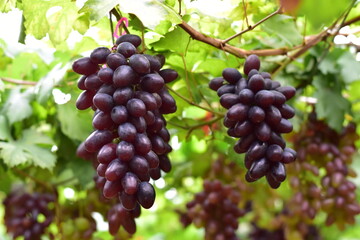 grapes in the vineyard, Vineyard and cafe, vineyard, Bouquet of green and red grapes, Shine muscat, Bunch of grapes that are near ripe in the vineyard