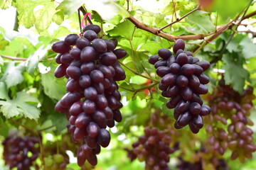 grapes in the vineyard, Vineyard and cafe, vineyard, Bouquet of green and red grapes, Shine muscat, Bunch of grapes that are near ripe in the vineyard