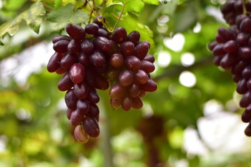 grapes in the vineyard, Vineyard and cafe, vineyard, Bouquet of green and red grapes, Shine muscat, Bunch of grapes that are near ripe in the vineyard