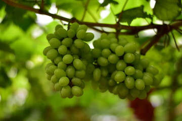 grapes in the vineyard, Vineyard and cafe, vineyard, Bouquet of green and red grapes, Shine muscat, Bunch of grapes that are near ripe in the vineyard