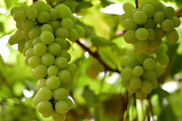 grapes in the vineyard, Vineyard and cafe, vineyard, Bouquet of green and red grapes, Shine muscat, Bunch of grapes that are near ripe in the vineyard