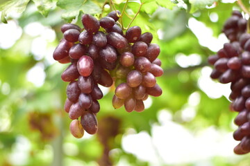 grapes in the vineyard, Vineyard and cafe, vineyard, Bouquet of green and red grapes, Shine muscat, Bunch of grapes that are near ripe in the vineyard