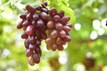 grapes in the vineyard, Vineyard and cafe, vineyard, Bouquet of green and red grapes, Shine muscat, Bunch of grapes that are near ripe in the vineyard