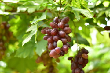 grapes in the vineyard, Vineyard and cafe, vineyard, Bouquet of green and red grapes, Shine muscat, Bunch of grapes that are near ripe in the vineyard