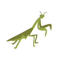 Mantis cartoon clipart. Cute European mantis or praying mantis (Mantodea) vector illustration. Animal in flat style. Insects and anthropods concept isolated on white background