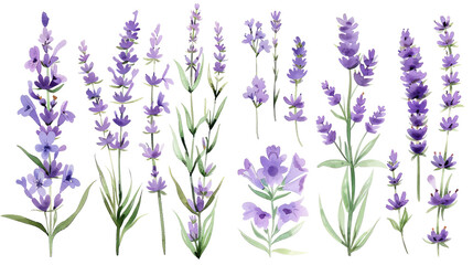 Obraz premium Watercolor Lavender Flowers Isolated On Black