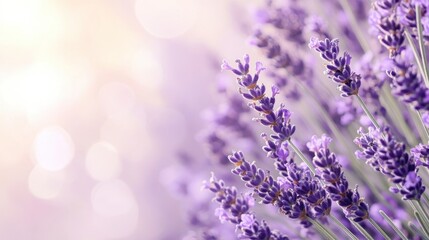 Naklejka premium Beautiful lavender blossoms create a soothing and tranquil floral display