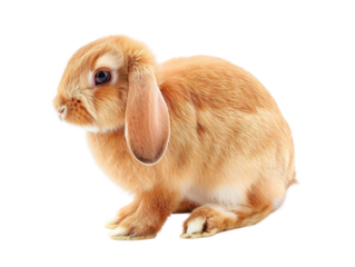 Cute Fluffy Bunny. Lovely Pet