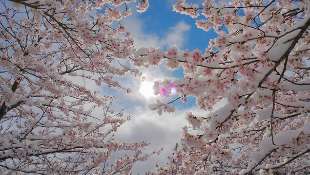 Cherry blossoms bloom over snowy branches under a clear blue sky - Powered by Adobe