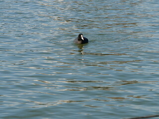オオバンが池で泳いでいる