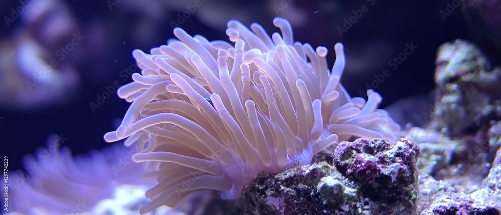 Poster captivating sea anemone underwater display with tentacles swaying in the current a symphony of color