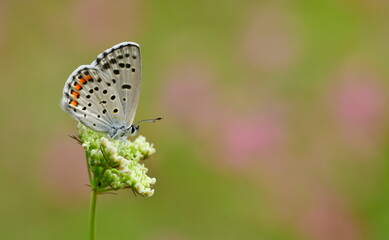 Pseudophilotes  vicrama 1165