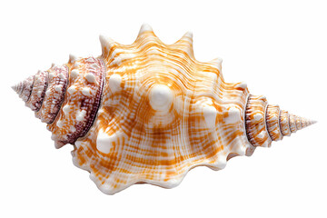 Fototapeta premium Double spiral seashell, white background