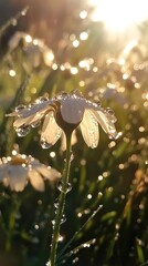 Daisy adorned with dewdrops glistening in the morning sunlight