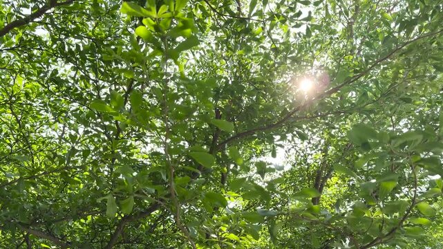 Ivory coast almond or Black afara tree Green leaves with sunlight in the garden 4k Video