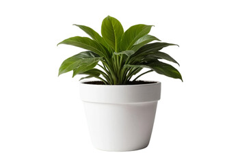 plant in the pot  isolated on white background
