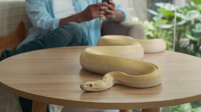 Focus on albino python snake resting on table while its owner checking smartphone in blurred background at home