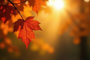 Warm golden light filters through autumn leaves, orange, abstract