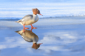 Common Merganser on Ice