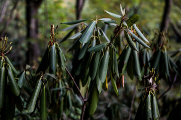 rhododendron leaves