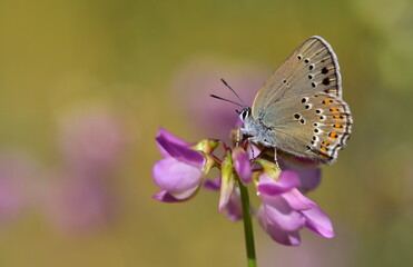 Satyrium ledereri  1102
