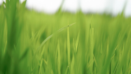 A close up of young Paddy with a blurred background