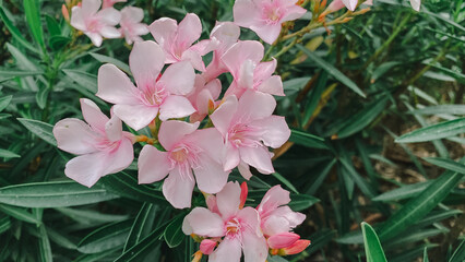 Pink Oleander with blurred green leaves.