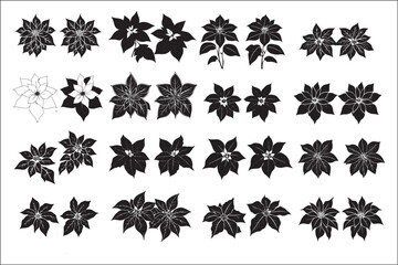 Fototapeta premium Poinsettia in Black and White: A Holiday Botanical Illustration
