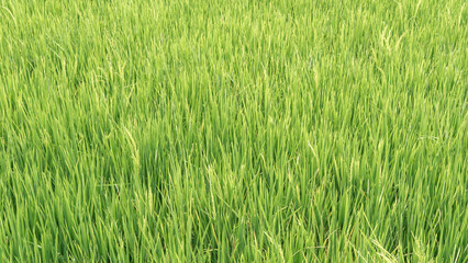 Fast-growing paddy plants fill the entire frame from above, creating a captivating scene